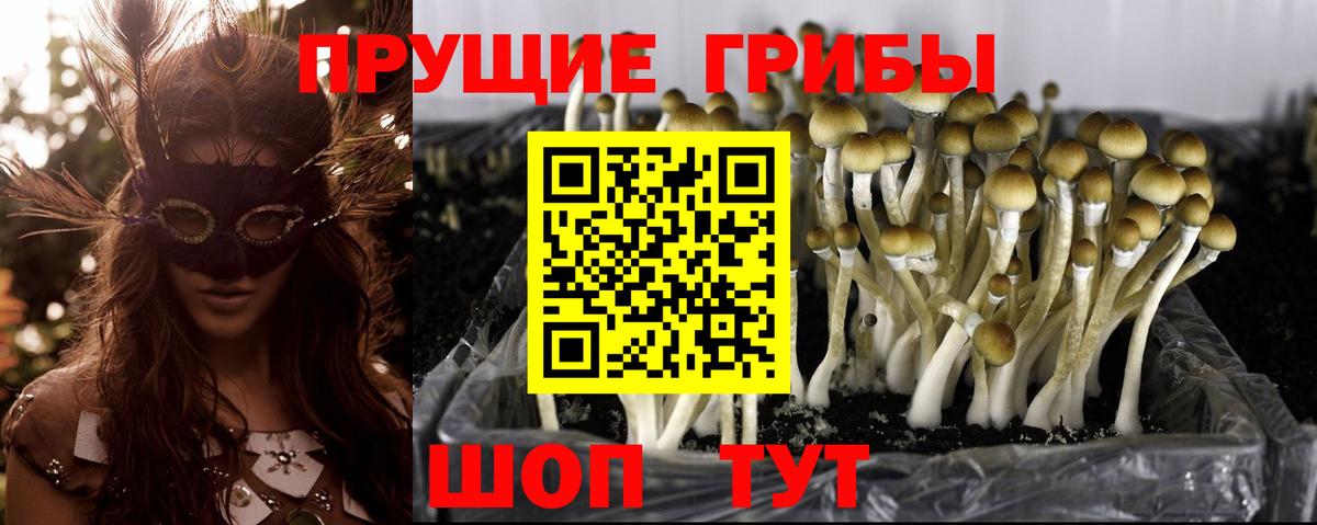Псилоцибиновые грибы Psilocybine cubensis  Галлюциногенные грибы Cubensis  Вход с VPN  Домодедово 